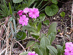 F002400: Rote Waldnelke (Silene dioica)