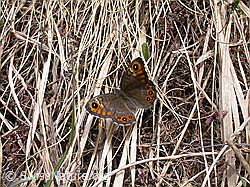 F002424: Braunscheckauge (Lasiommata petropolitana)