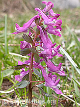 F002430: Festknolliger Lerchensporn (Corydalis solida)