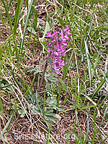 F002432: Festknolliger Lerchensporn (Corydalis solida)