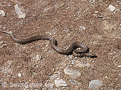 F002436: Aspisviper (Vipera aspis) in Angrifsstellung