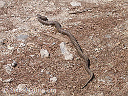 F002437: Aspisviper (Vipera aspis)