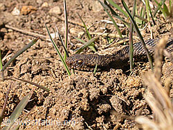 F002442: Aspisviper (Vipera aspis)