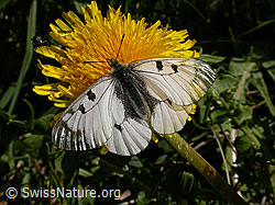 F002473: Schwarzer Apollo (Parnassius mnemosyne)