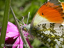 F002480: Aurorafalter (Anthocharis cardamines) an Roter Waldnelke (Silene dioica)