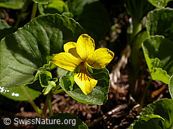 F002481: Gelbes Bergveilchen, Blüte