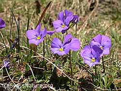 F002484: Langspornige Stiefmütterchen