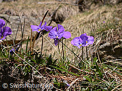 F002486: Langspornige Stiefmütterchen, Seitenansicht