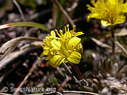 F002514: Immergrünes Felsenblümchen, Blüte