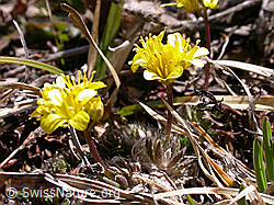 F002515: Draba aizoides