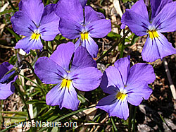 F002525: Langspornige Stiefmütterchen