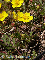 F002529: Frühlings-Fingerkraut