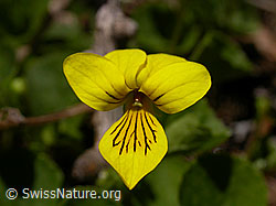 F002542: Blüte des gelben Bergveilchens