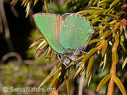 Foto: Brombeerzipfelfalter (Callophrys rubi)