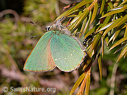 Foto: Brombeerzipfelfalter (Callophrys rubi)