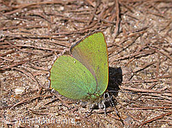 Foto: Brombeerzipfelfalter (Callophrys rubi)