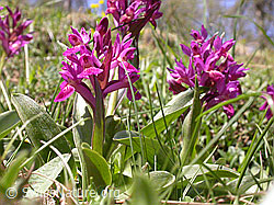 Foto: Rotes Holunder-Knabenkraut