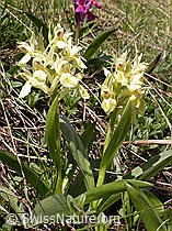 Foto: Gelbes Holunder-Knabenkraut
