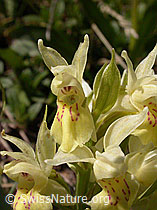 Foto: Gelbes Holunder-Knabenkraut, Blüten