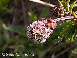 F002836: Kleiner Wiesenknopf (Sanguisorba minor)