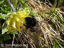 F002841: Steinhummel