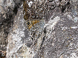 F002868: Mauerfuchs (Lasiommata megera)