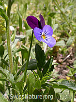 F002877: Echtes Stiefmütterchen, Blüten und Blätter