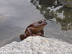 F002945: Grasfrosch (Rana temporaria)