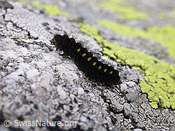Foto: Alpen-Widderchens Raupe (Zygaena exulans)