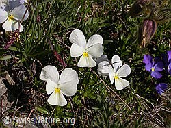 F002974: Langspornige Stiefmütterchen, Blüte weiss