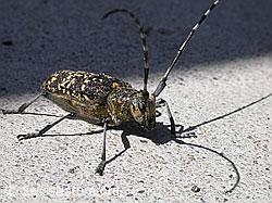 Schusterbock (Monochamus sutor) (01.06.2003, F002997)