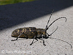 Schusterbock (Monochamus sutor) (F003001)