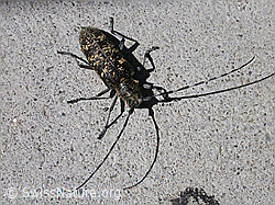 Schusterbock (Monochamus sutor) (F003004)
