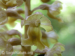 F003013: Nestwurz, Blüte