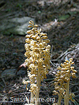 F003017: Nestwurz, Blütenstand