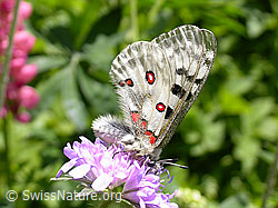 F003018: Apollofalter (Parnassius apollo)