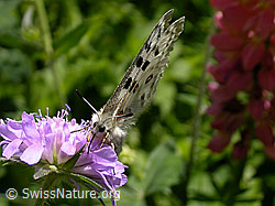 F003019: Apollofalter (Parnassius apollo)