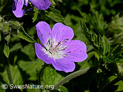 F003191: Wald-Storchschnabel (Geranium sylvaticum)