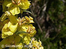 Photo: Kleinblütige Königskerze, Blüte