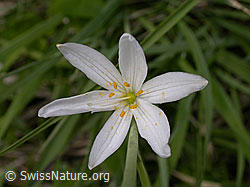 F003258: Astlose Graslilie, Ansicht von oben