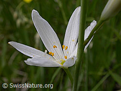 F003260: Astlose Graslilie, Blüte