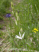 F003261: Astlose Graslilie, Blüte und Knospen
