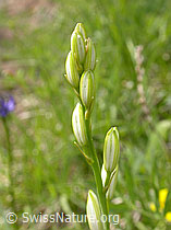 F003262: Astlose Graslilie, Knospen