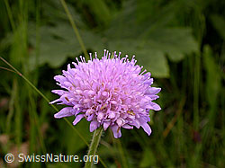 Photo: Wald-Witwenblume, Blüte
