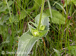 Photo: Wald-Witwenblume, Blätter