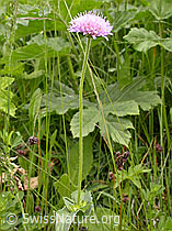 Photo: Wald-Witwenblume