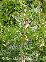 F003343: Zaun-Wicke