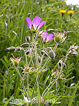 F003356: Wald-Storchschnabel