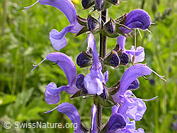F003359: Wiesen-Salbei, Blüte