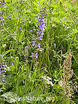 F003363: Wiesen-Salbei